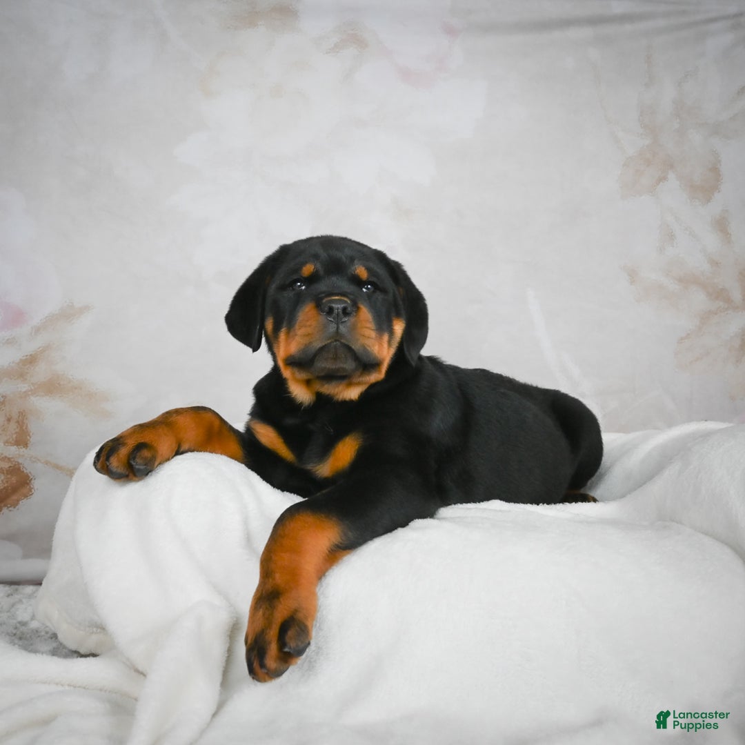 Rottweiler dogs for sale: Blake - Ad 3