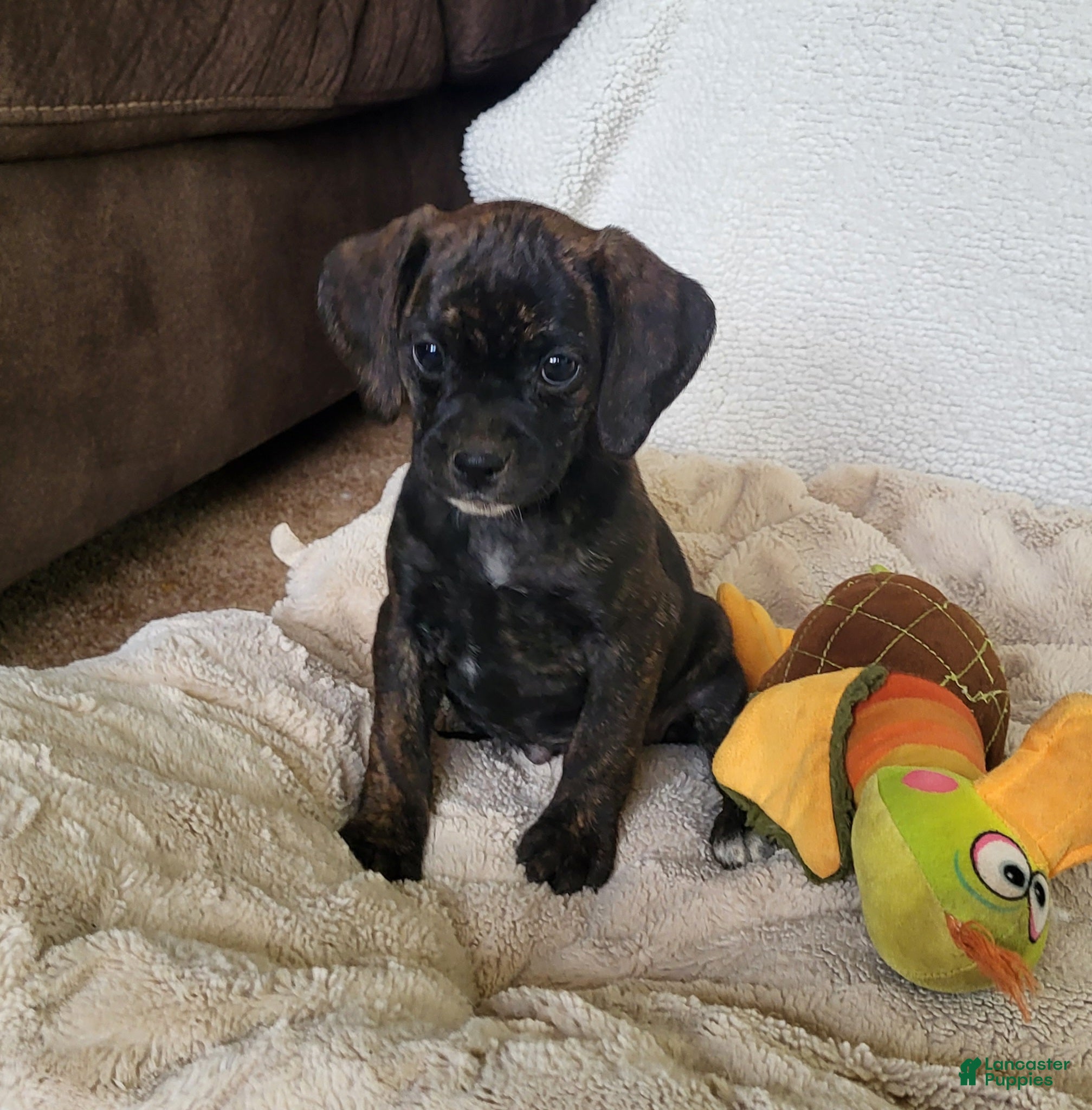 Puggle dogs Dolly - Ad 7