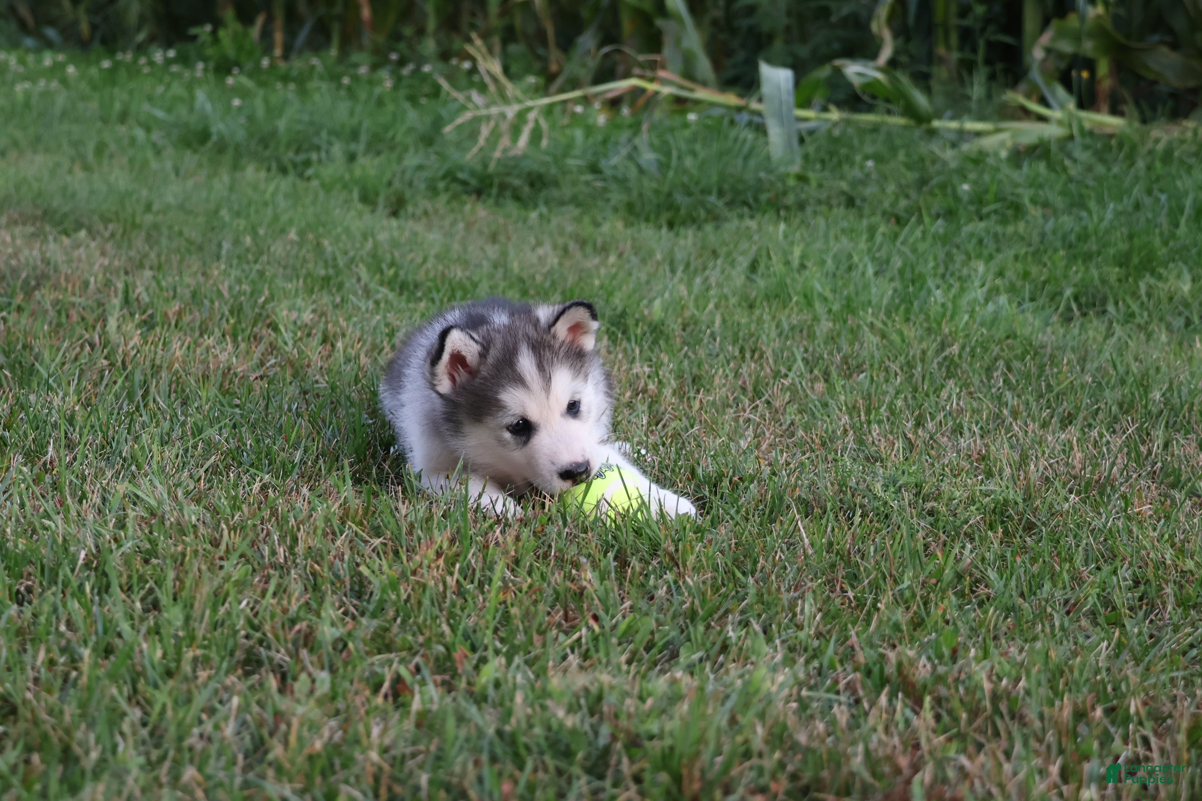 Alaskan Malamute dogs Gem - Ad 1