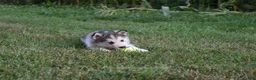 Alaskan Malamute dogs for sale: Gem - Ad 3