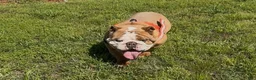 English Bulldog dogs for sale: Blues Clues - Ad 9