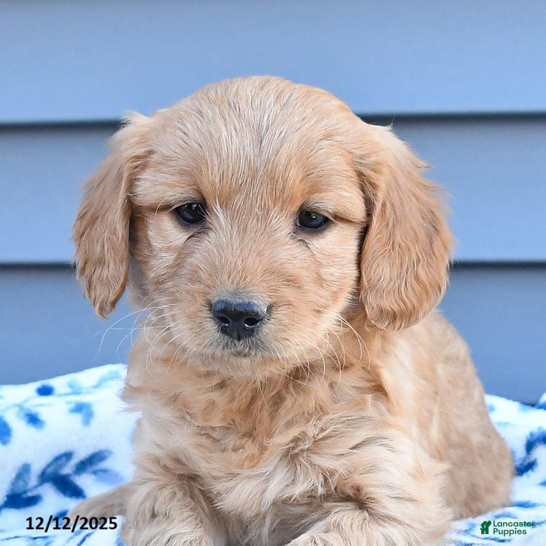 Goldendoodle dogs for sale: Bella   - Ad 4