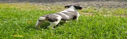 Mixed Breed dogs for sale: Spot - Ad 7