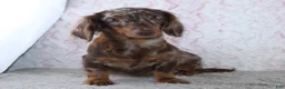 Miniature Dachshund dogs for sale: Felix - Ad 5