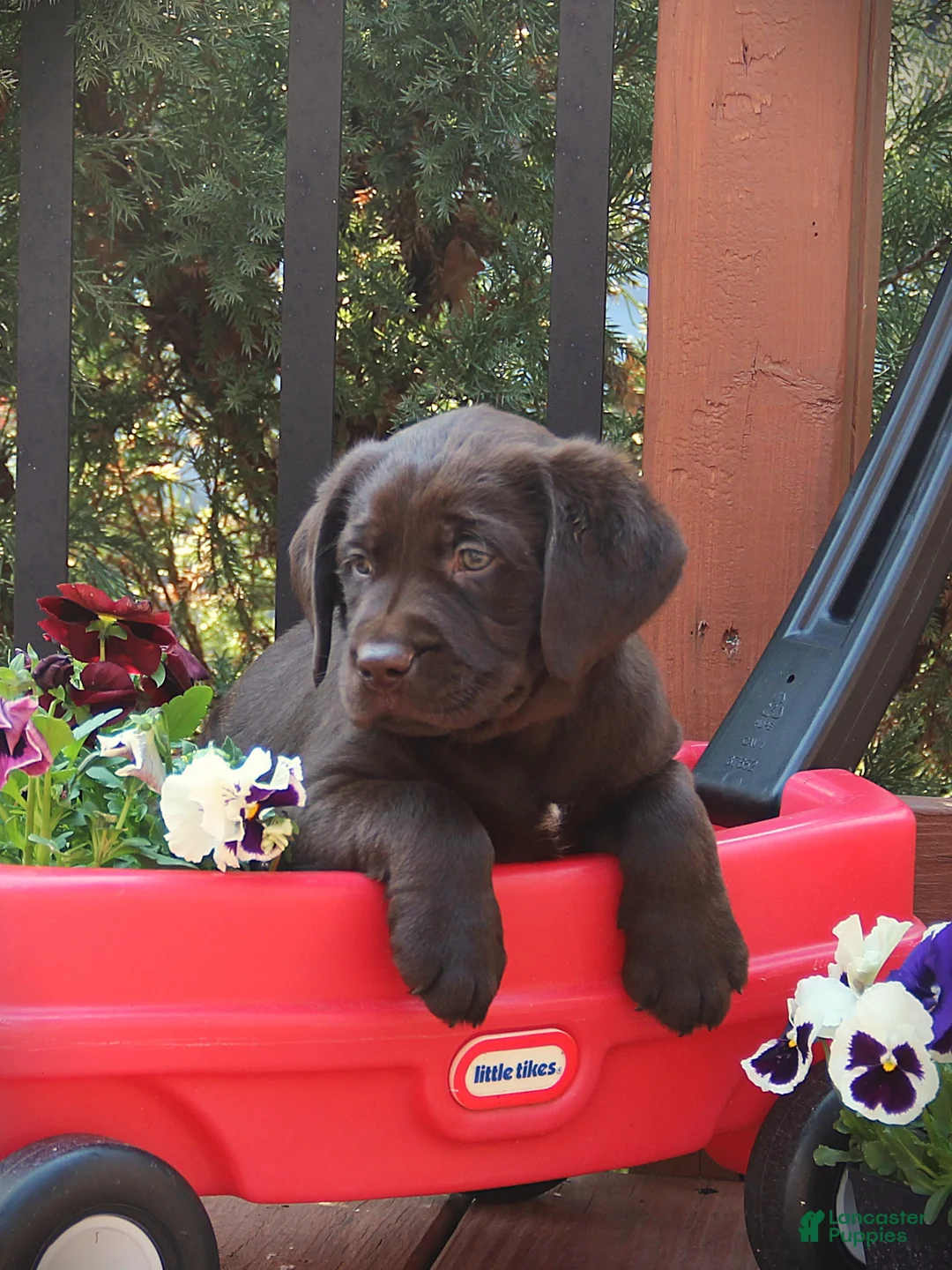 Labrador Retriever dogs for sale: Dexter  - Ad 2