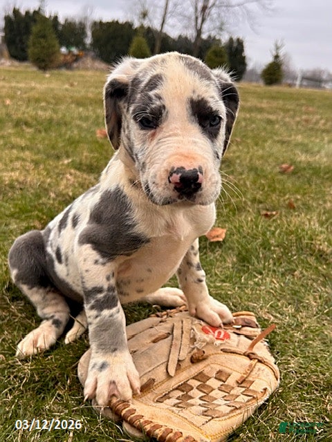 Great Dane dogs Tripp - Ad 1