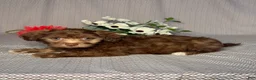 Havapoo dogs for sale: Cody - Ad 4