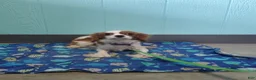 Cavalier King Charles Spaniel dogs for sale: Rascal - Ad 9