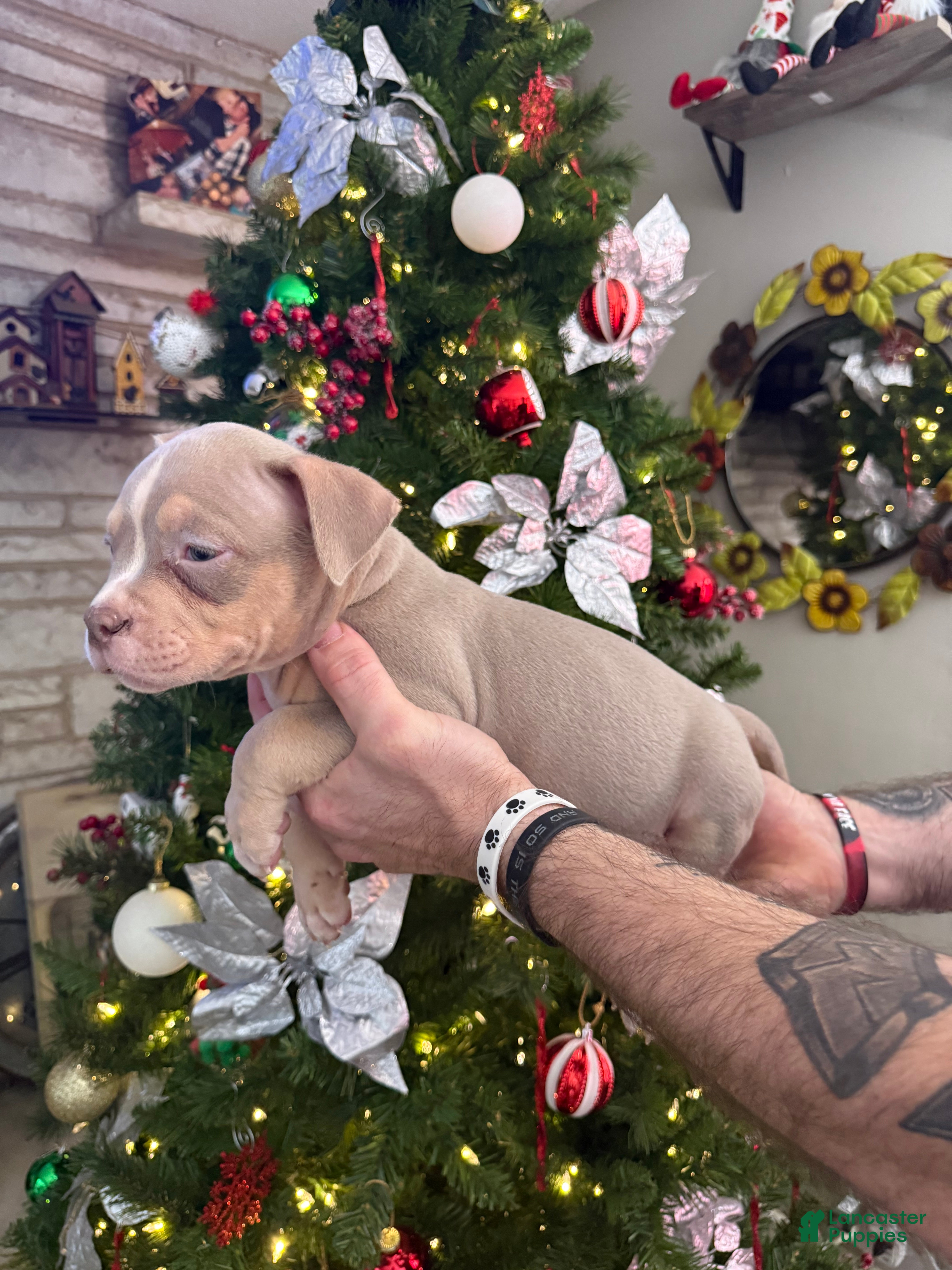 American Bully dogs Leo - Ad 26