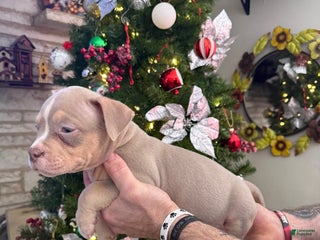 American Bully dogs Leo - Ad 26