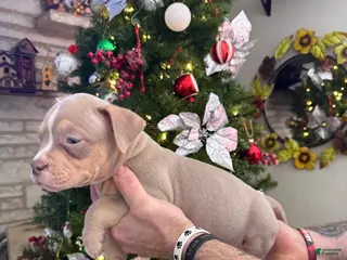 American Bully dogs Leo - Ad 22