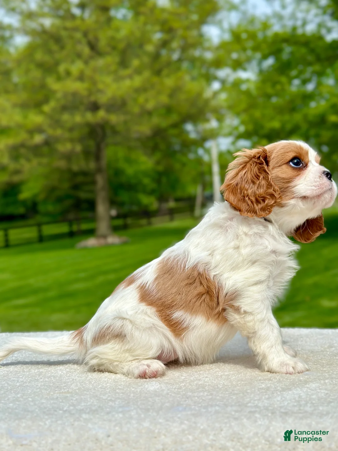 Cavalier King Charles Spaniel dogs for sale: Sage - Ad 4