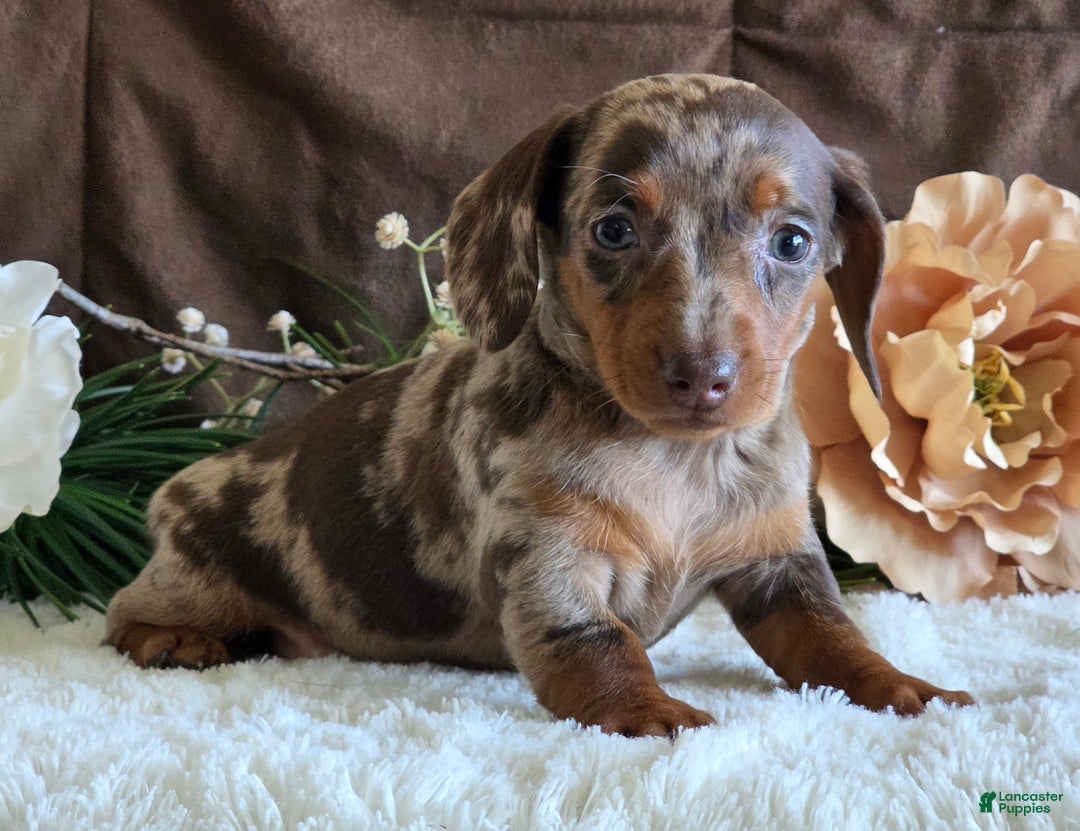Miniature Dachshund dogs for sale: Shari - Ad 2