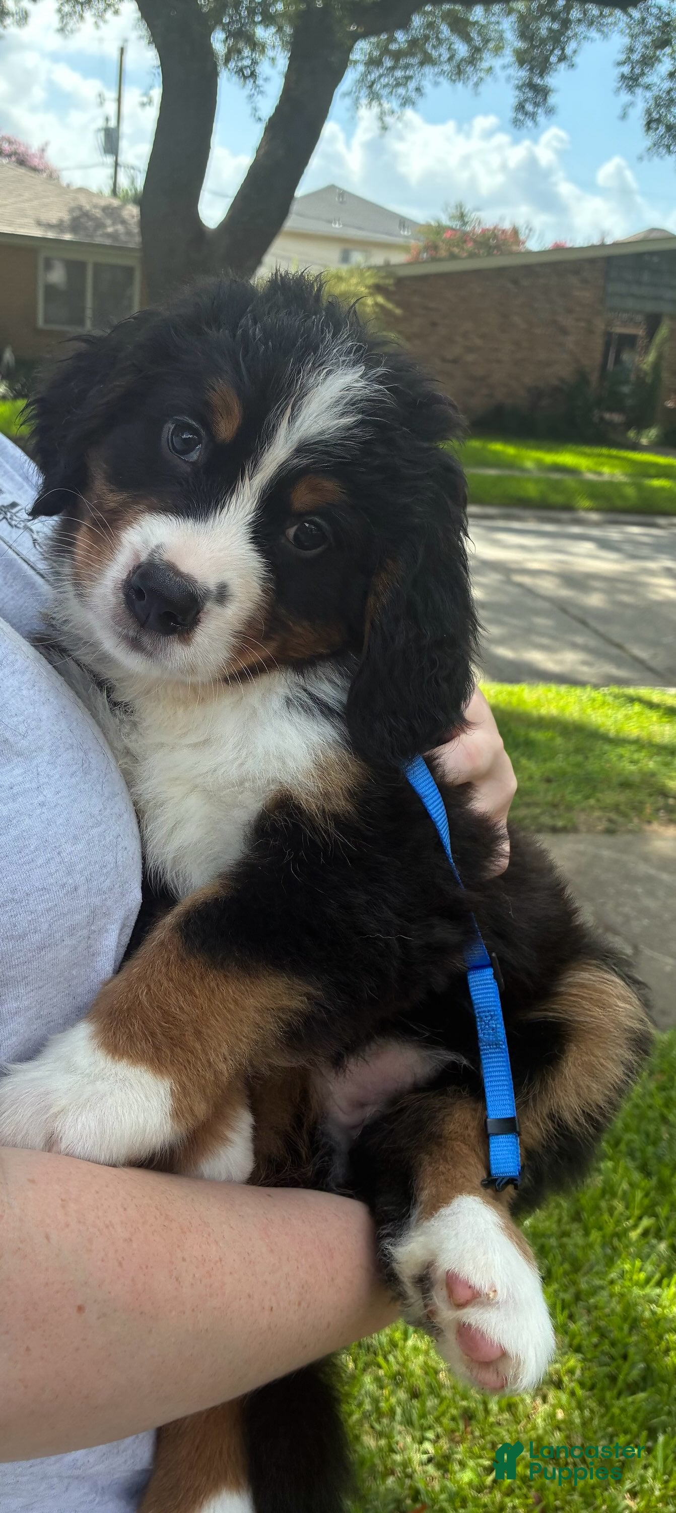 Bernese Mountain Dog dogs Lulu - Ad 1