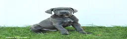 Cane Corso dogs for sale: Roman - Ad 4