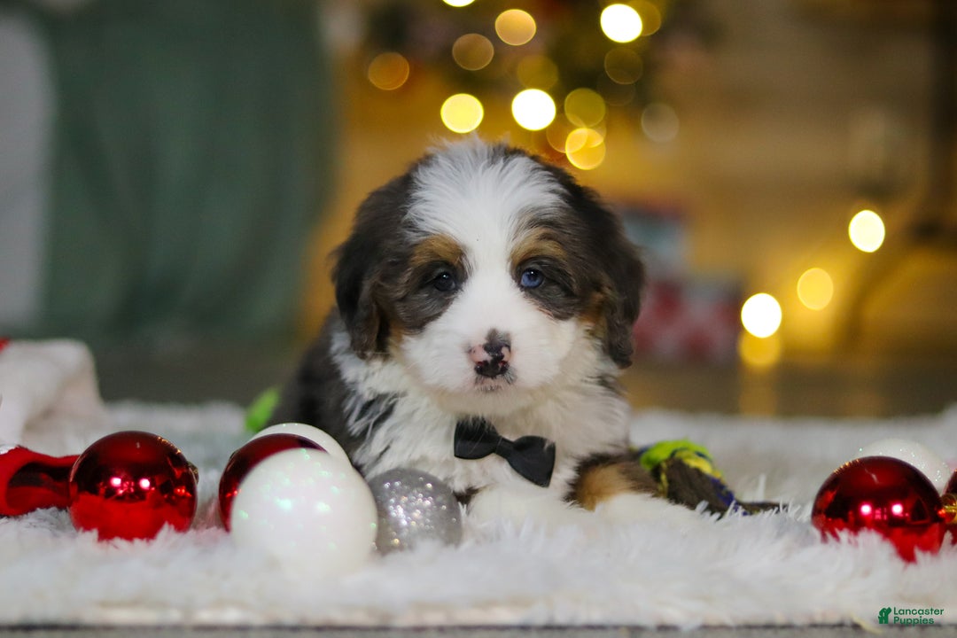 Mini Bernedoodle dogs for sale: Travis - Ad 5