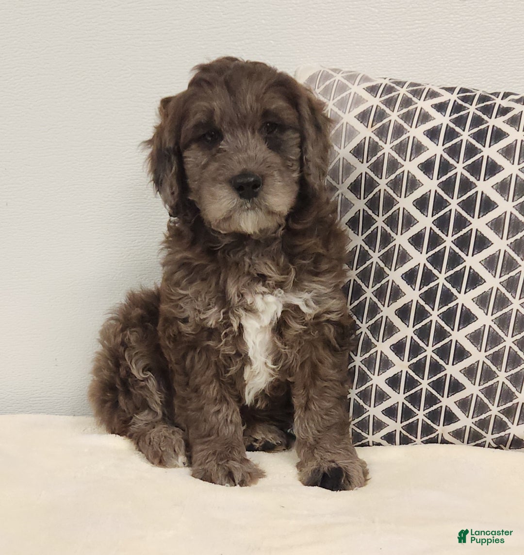 Mini Goldendoodle dogs for sale: Dexter Mini Goldendoodle Puppy 2 - Ad 2