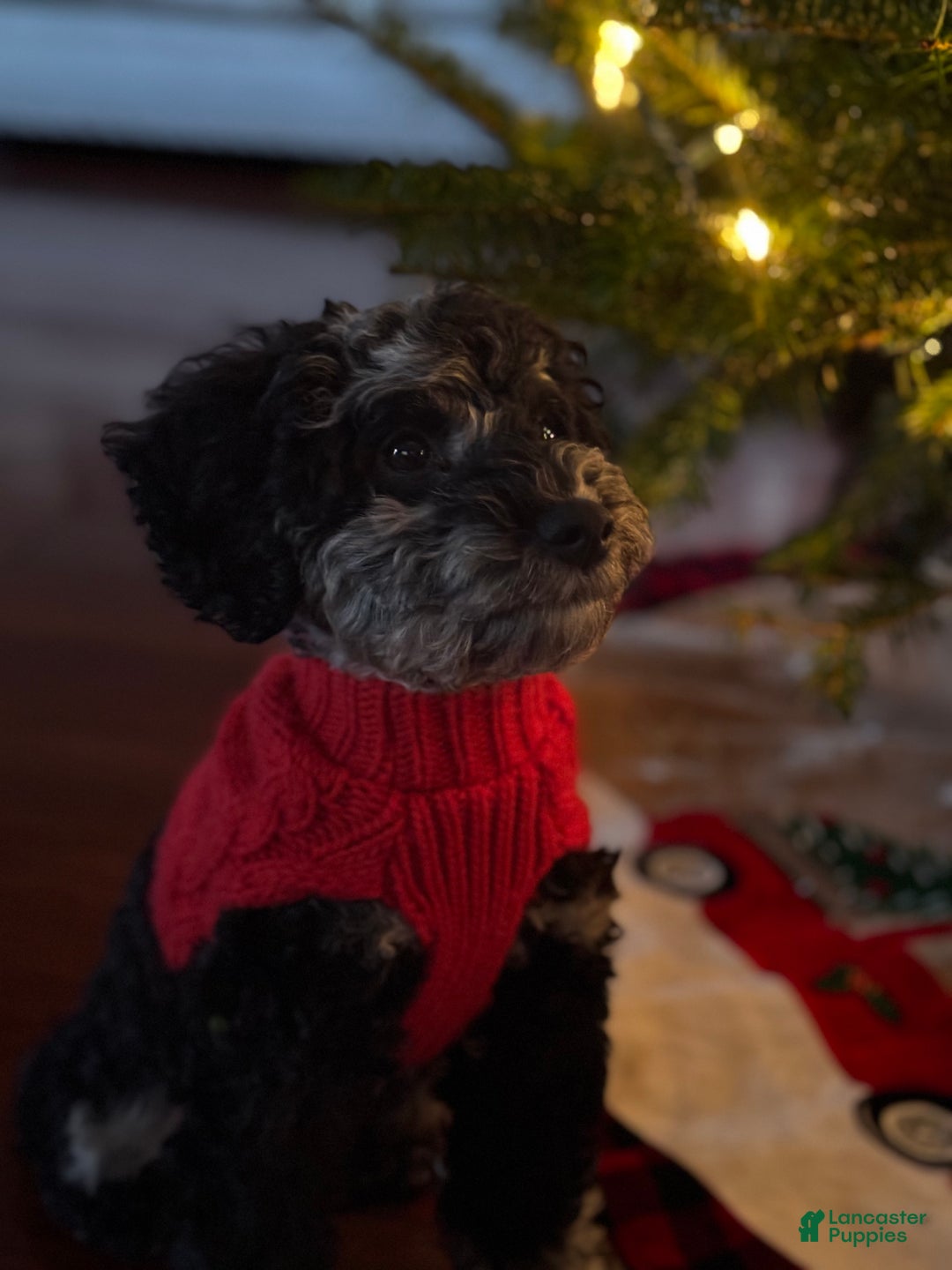 Miniature Poodle dogs for sale: Blu - Ad 1