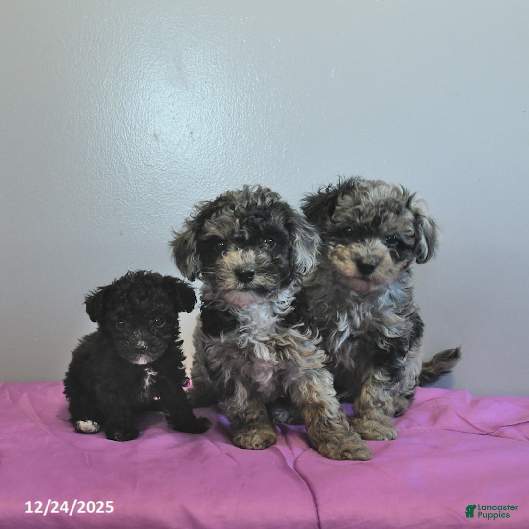 Miniature Poodle dogs for sale: Alaska  - Ad 3