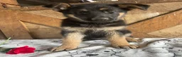 German Shepherd dogs for sale: Freida - Ad 3