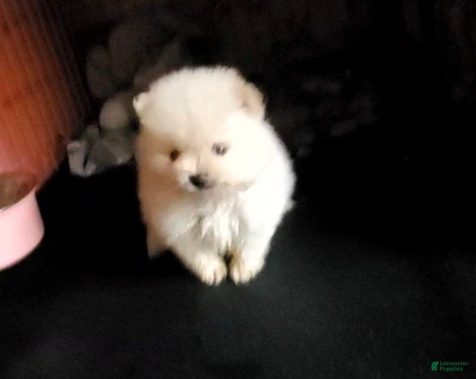 Pomeranian dogs Butterball  - Ad 24