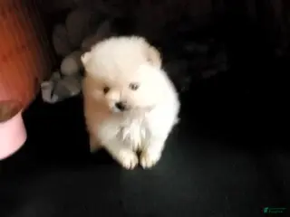 Pomeranian dogs Butterball - Ad 24