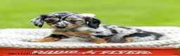 Miniature Dachshund dogs for sale: Beverly - Ad 2