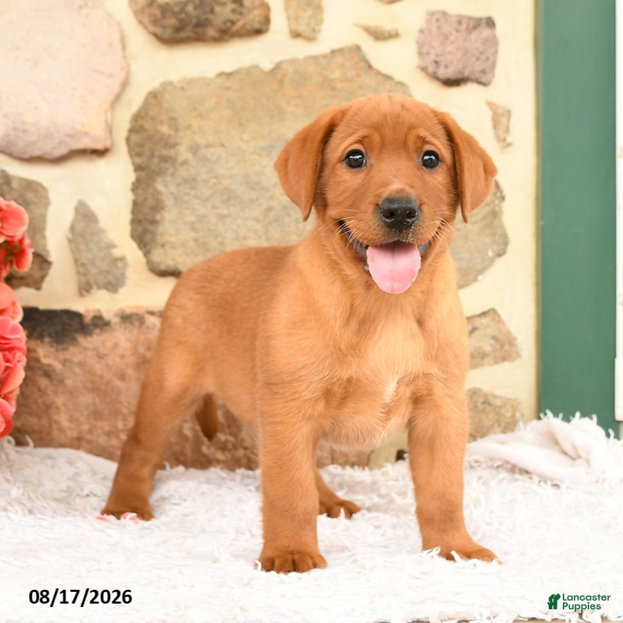 Labrador Retriever dogs Fawn - Ad 1