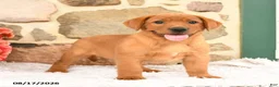 Labrador Retriever dogs for sale: Fawn - Ad 1