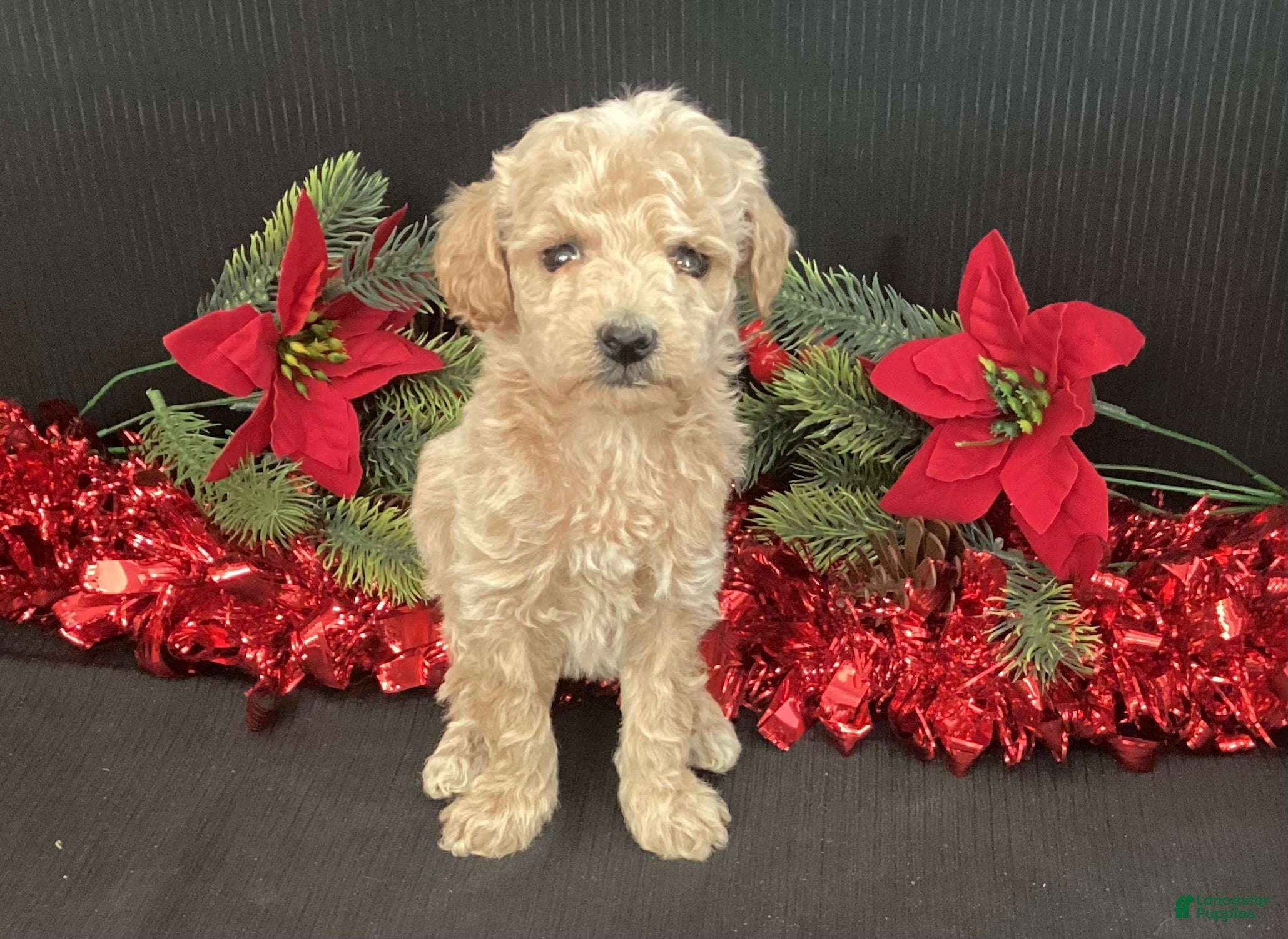 Mini Goldendoodle dogs Windy - Ad 2
