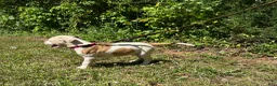 American Bulldog dogs for sale: Boss - Ad 4
