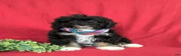 Mini Bernedoodle dogs for sale: Abram Hypoallergenic - Ad 4