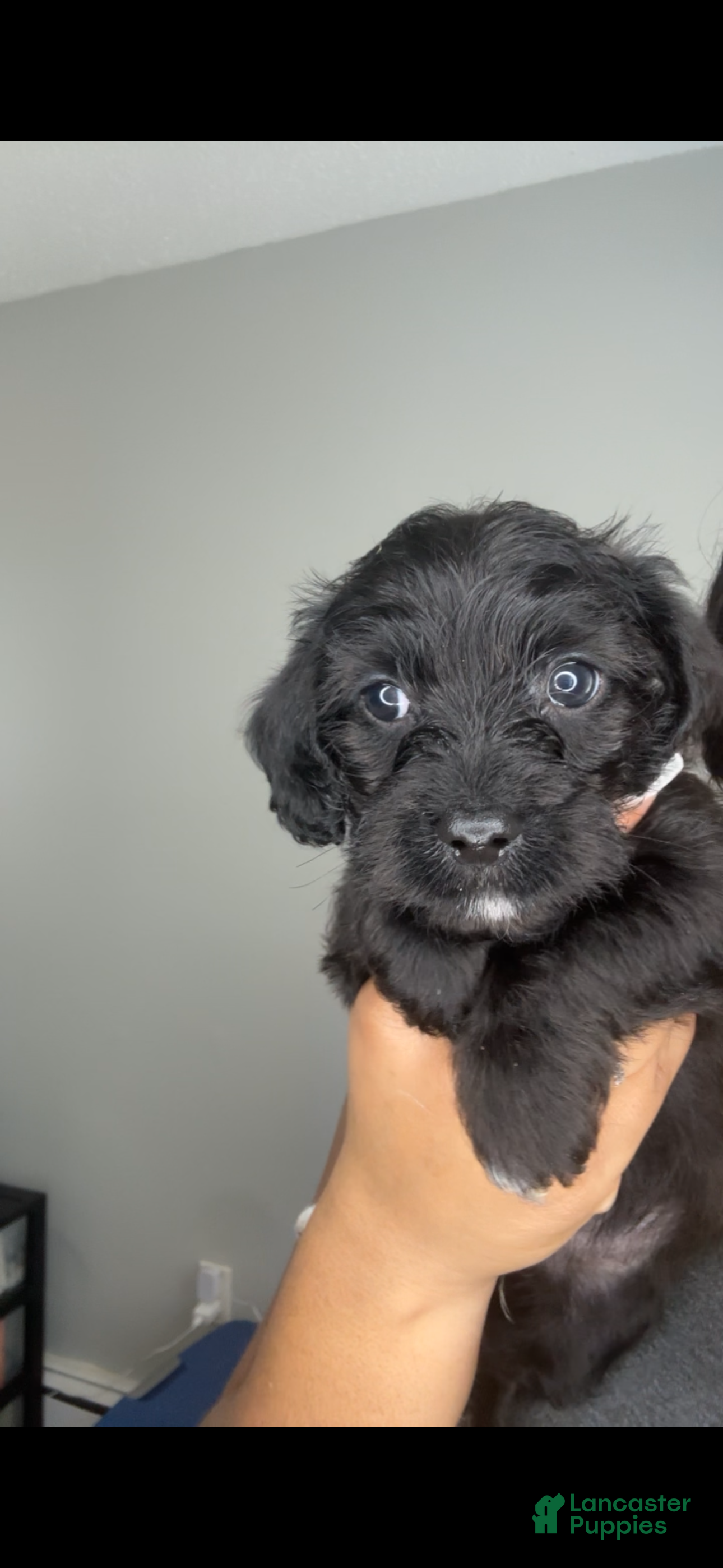 Mixed Breed dogs Rashid - Ad 31