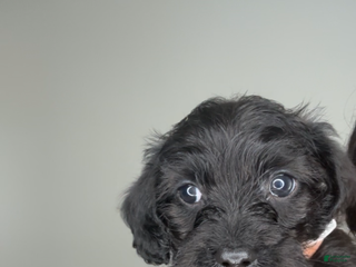 Mixed Breed dogs Rashid - Ad 38