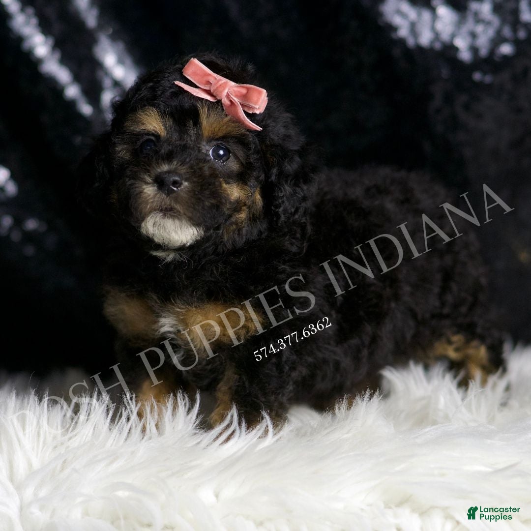 Toy Poodle dogs for sale: Martini - Ad 4