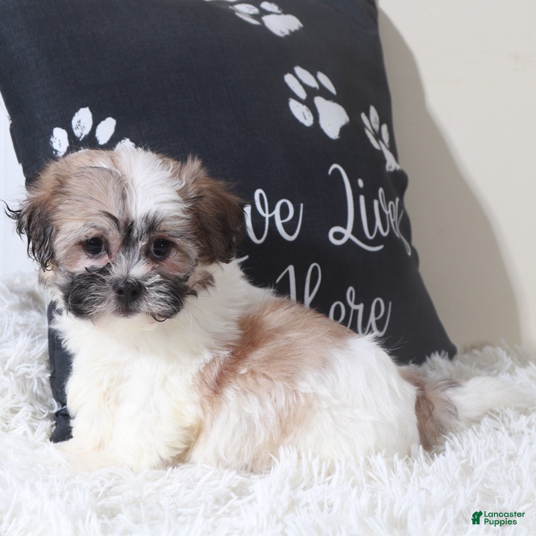 Teddy Bear dogs for sale: Teddy Bear Muffin - Ad 3