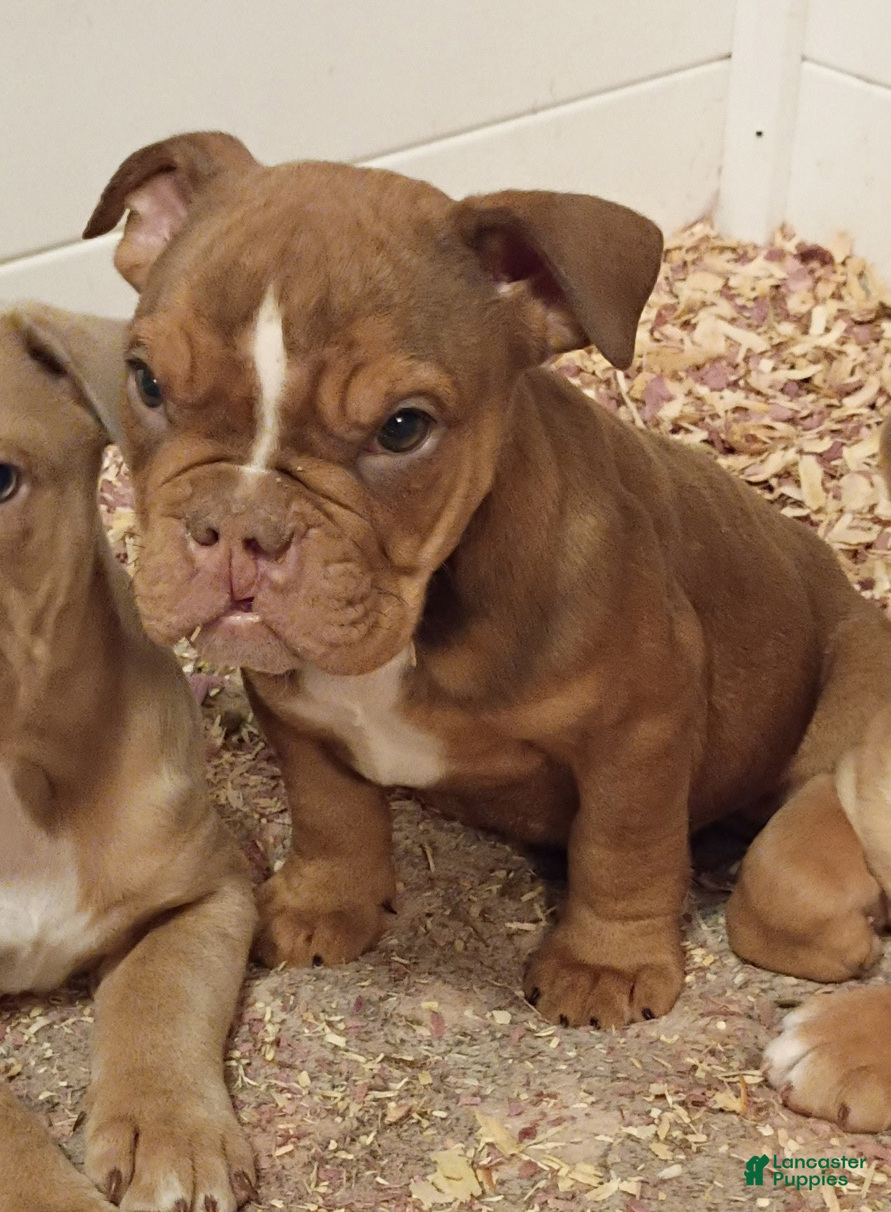 Olde English Bulldogge dogs Olde English Bulldogge Puppy 2 - Ad 12