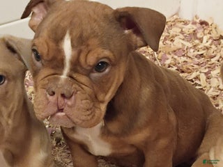 Olde English Bulldogge dogs Olde English Bulldogge Puppy 2 - Ad 13