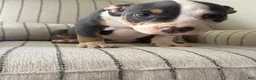 American Bully dogs for sale: Lucy - Ad 3