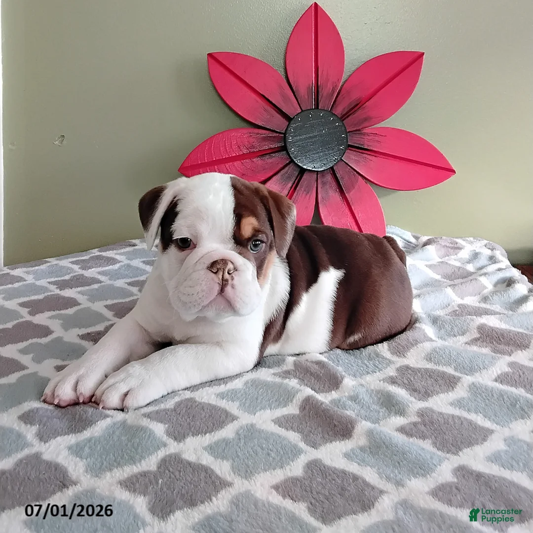English Bulldog dogs for sale: Austin - Ad 3