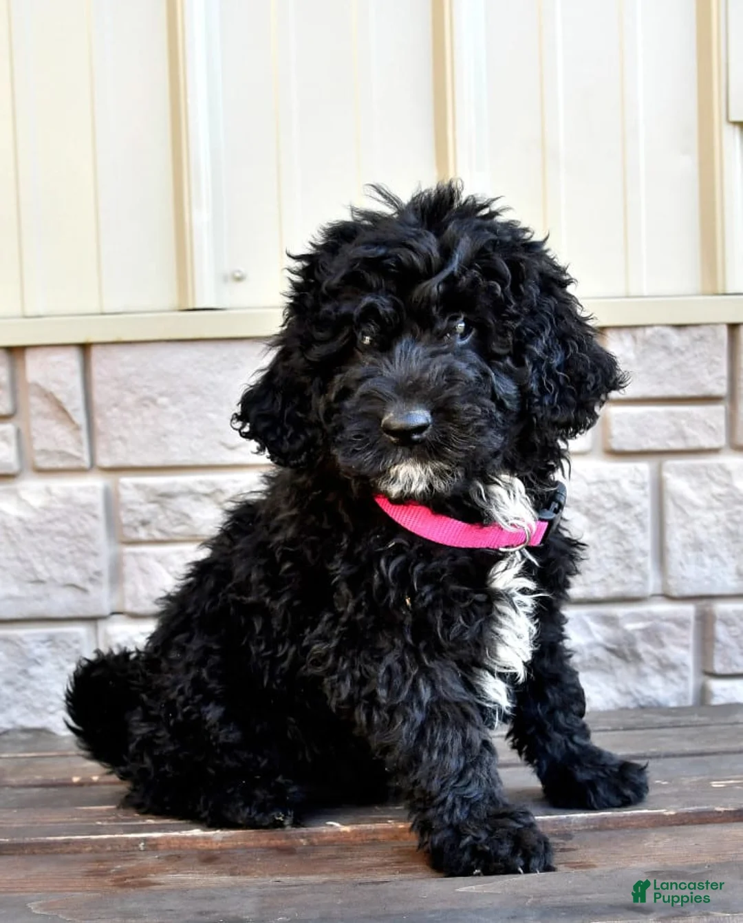 Gallery Image {{count}}