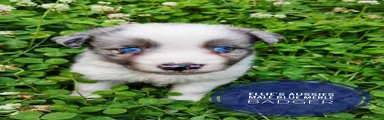 Badger 