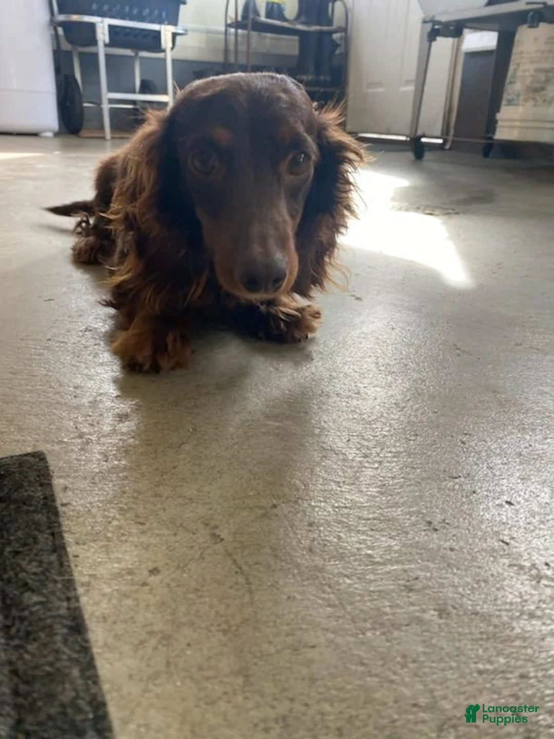 Miniature Dachshund dogs for sale: hallie - Ad 5