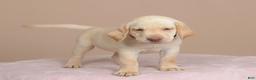 Labrador Retriever dogs for sale: Labrador Retriever Puppy 5 - Ad 19