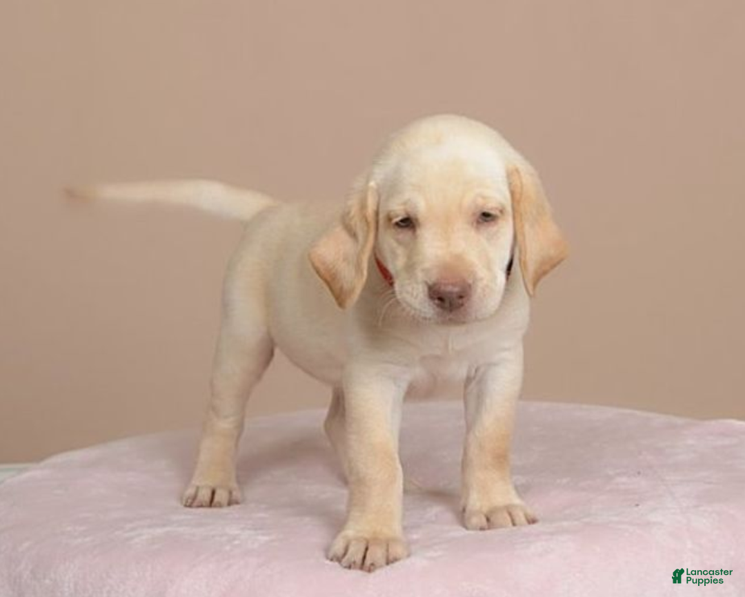 Labrador Retriever dogs for sale: Labrador Retriever Puppy 5 - Ad 19