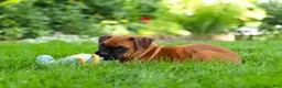 Boxer dogs for sale: Lily - Ad 2