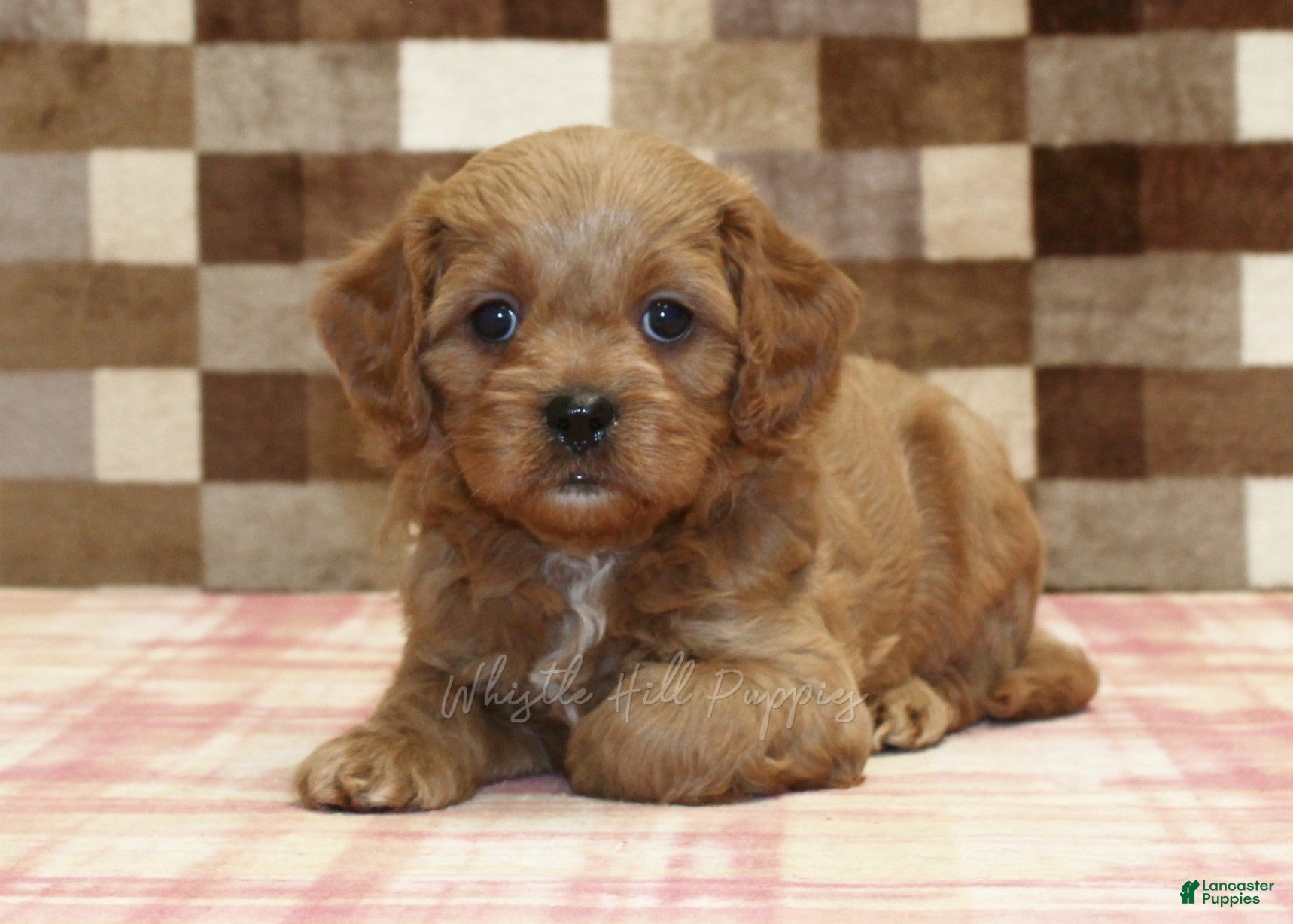 Cavapoo dogs Dylan - Ad 2