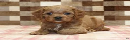 Cavapoo dogs for sale: Dylan - Ad 6