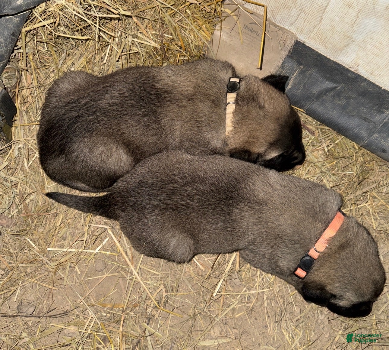 Mixed Breed dogs Anatolian/ Kangal- White - Ad 1