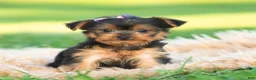 Yorkshire Terrier dogs for sale: Sage - Ad 3